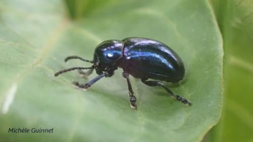 Réf. 277 594 : Chrysochus asclepiadeus